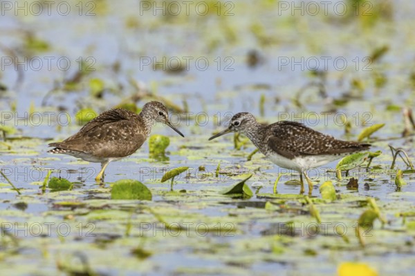 Spotted Redshank (Tringa erythropus) Hungary