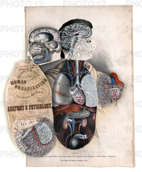 Medical illustration, section of the human organism to facilitate the study of anatomy and physiology 1846, school picture, authentic reproduction of a school mural, around 1900, exact date unknown, historical
