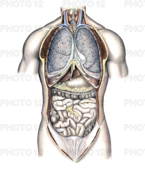 Medical illustration, intestines, internal organs in human chest and abdomen, school picture, authentic reproduction of a school mural, around 1900, exact date unknown, historical