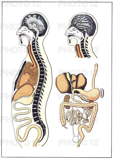 Medical illustration, The human digestive system, school picture, authentic reproduction of a school mural, around 1900, exact date unknown, historical