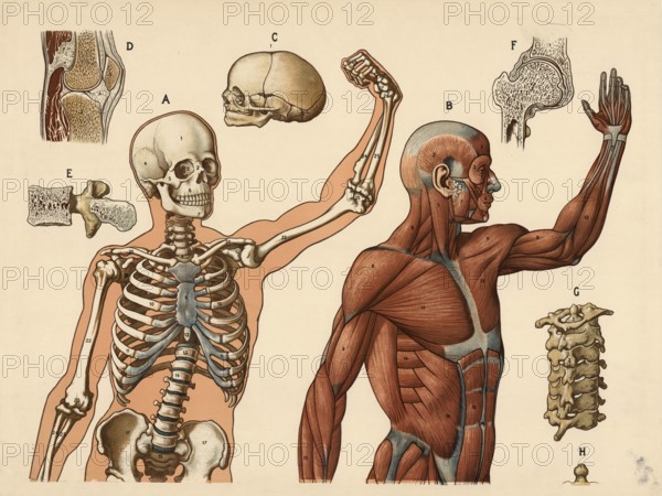 Medical illustration, human body, skeleton, bone structure and muscles, school picture, authentic reproduction of a school mural, around 1900, exact date unknown, historical