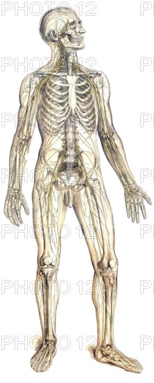Medical illustration, The peripheral nervous system, school picture, authentic reproduction of a school mural, around 1900, exact date unknown, historical