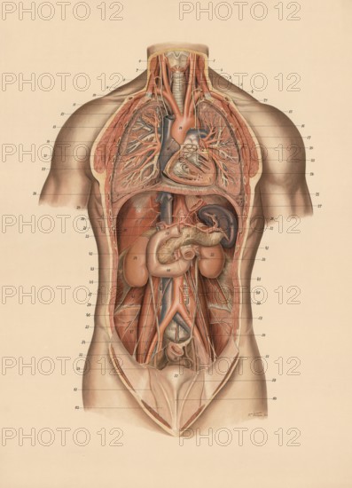 Medical illustration, lungs and internal organs of humans, school picture, authentic reproduction of a school mural, around 1900, exact date unknown, historical