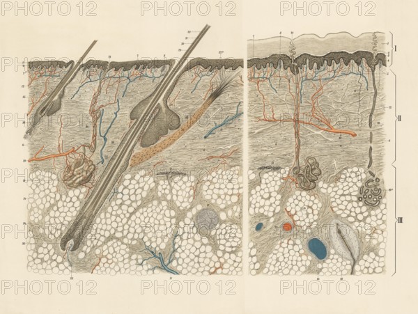 Medical illustration, cut through human skin and hair root, school picture, authentic reproduction of a school mural, around 1900, exact date unknown, historical