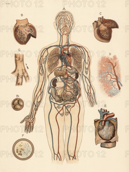 Medical illustration, human blood circulation with organs, school picture, authentic reproduction of a school mural, around 1900, exact date unknown, historical