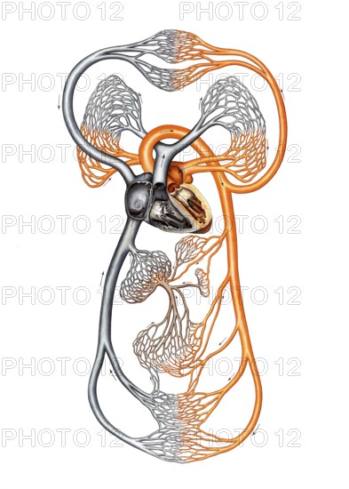 Medical illustration, diagram of human blood circulation, school picture, authentic reproduction of a school mural, around 1900, exact date unknown, historical