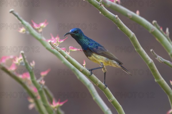 Sunbird, Souimanga Sunbird (Cinnyris souimanga), male, in the dry forest in western Madagascar