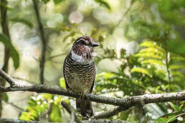 A Short-Legged Gound-Roller (Brachypteracias leptosomus) in the rainforests of eastern Madagascar