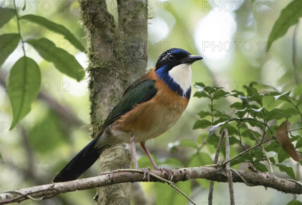 Pitta-Like Ground Roller, Blue-headed Roller (Atelornis pittoides) in the rainforests of eastern Madagascar