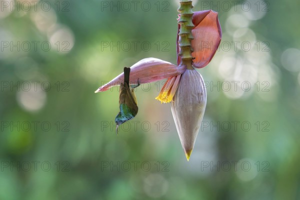 Sunbird, Souimanga Sunbird (Cinnyris souimanga), male, in banana plantation in western Madagascar