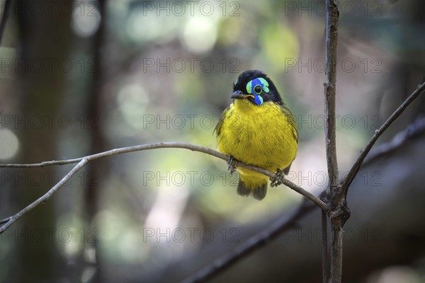 Blackthorn asity (Philepitta schlegeli) in the dry forests of Ankarafantsika National Park