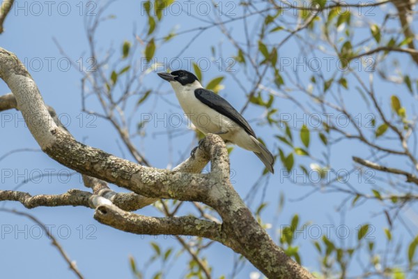 Ambarovanga, van Dam's vanga (Xenopirostris damii) male, in the dry forests of western Madagascar