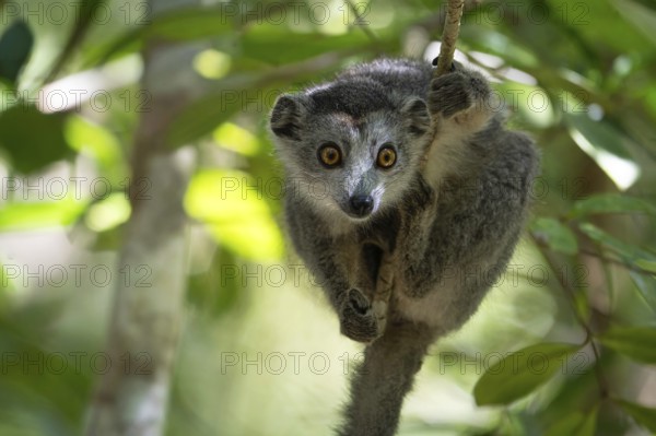 Crowned lemur (Eulemur coronatus) in the dry forests of north-west Madagascar