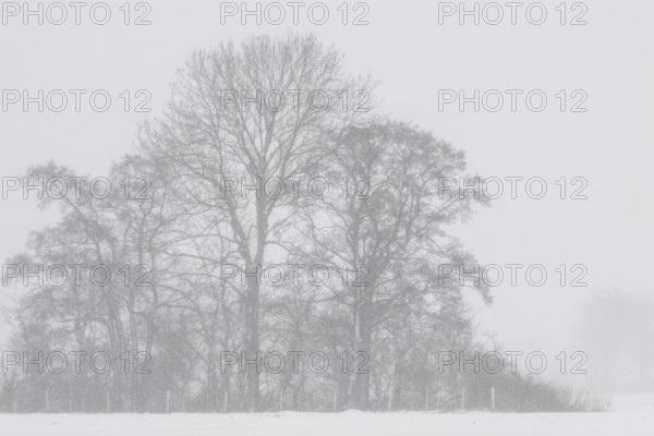 English oak (Quercus robur) in a misty snowstorm, Emsland, Lower Saxony, Germany
