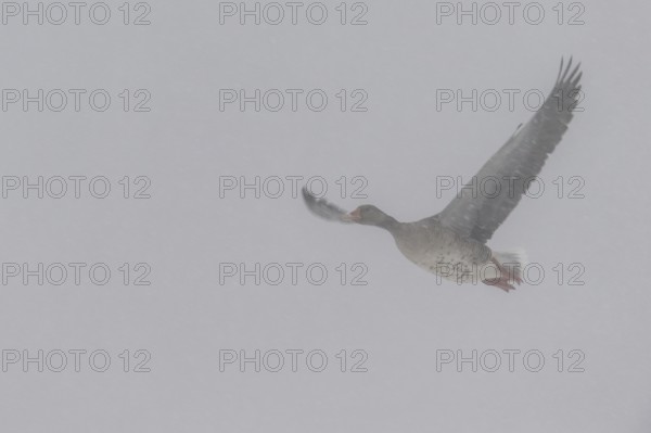 Greylag geese (Anser anser) flying in the fog, Emsland, Lower Saxony, Germany