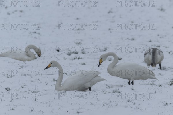 Whooper swans (Cygnus cygnus) in the snow, Emsland, Lower Saxony, Germany