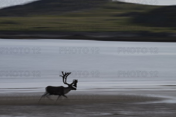 Kiberg, Troms, Norway, Blurred reindeer (Rangifer tarandus) in dynamic movement on the beach of the Barents Sea in a natural landscape