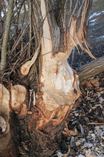Beaver bite on a tree trunk, Radolfzell am Lake Constance, Konstanz district, Baden-Württemberg, Germany