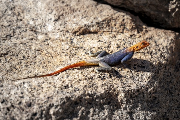 Male settler agama (Agama agama), Namibia