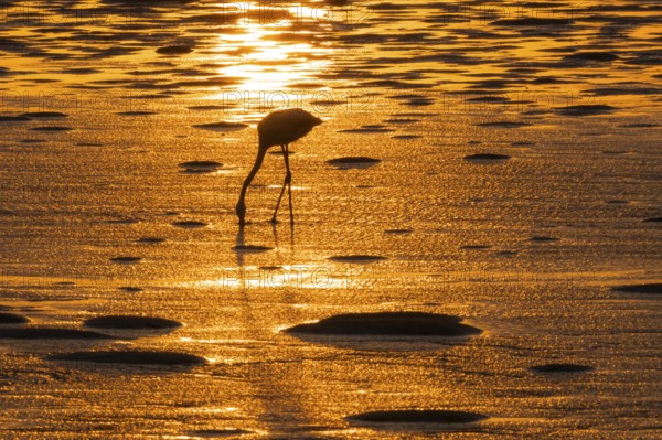 Pink flamingo (Phoenicopterus roseus) against the light, sunset, lagoon at Walfish Bay, Erongo, Namibia