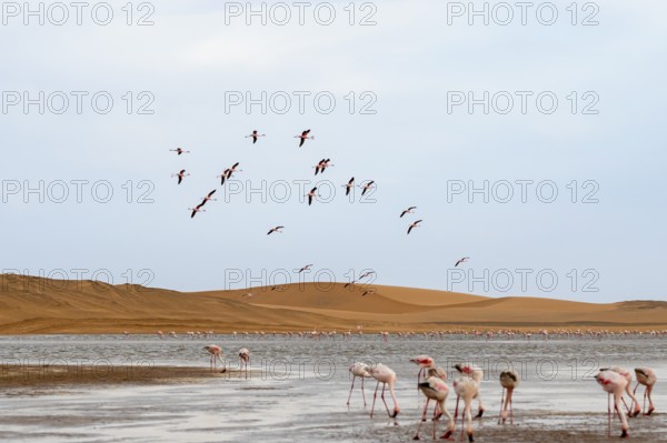 Lesser Flamingos (Phoeniconaias minor) in flight in front of the Namib Desert with lagoon, Walfish Bay, Erongo, Namibia