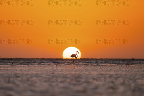 Single pink flamingo (Phoenicopterus roseus) directly in front of the setting sun, backlight, sunset, lagoon at Walfish Bay, Erongo, Namibia