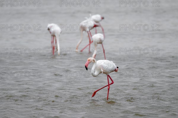 Pink flamingo (Phoenicopterus roseus) in a lagoon, Walfish Bay, Erongo, Namibia