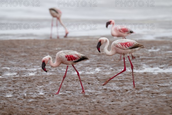 Lesser Flamingos (Phoeniconaias minor) in a lagoon, Walfish Bay, Erongo, Namibia