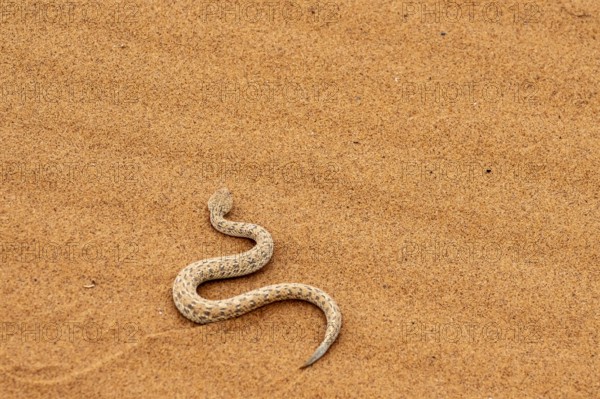 Dwarf puff adder (Bitis peringueyi) in the sand, Namib Desert, Namibia