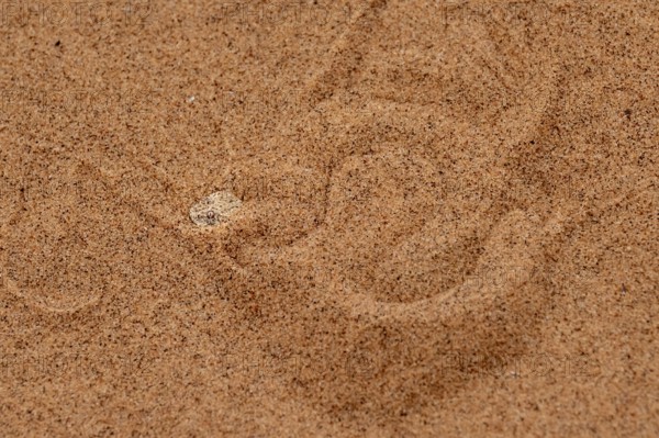 Dwarf puff adder (Bitis peringueyi) hiding in the sand, camouflage, Namib Desert, Namibia