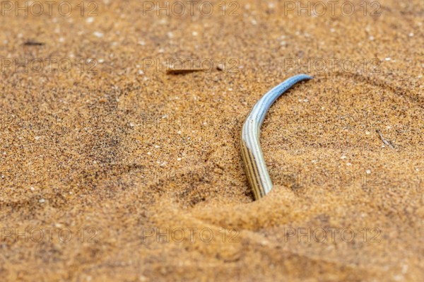 FitzSimon's burrowing skink or short blind dart skink, (Typlacontias brevipes), Namib Desert, Namibia