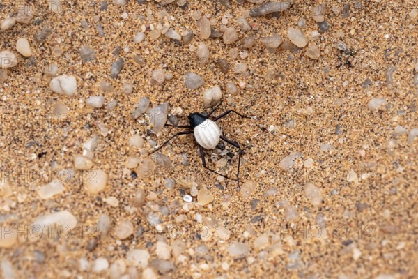 Mist drinker beetle, Tenebrionidae, Onymacris, on sand, Sossusvlei, Namibia