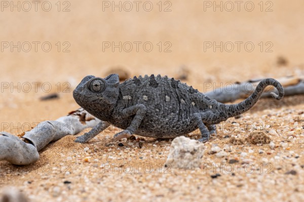 Desert chameleon, Namaqua chameleon (Chamaeleo namaquensis), Namib Desert near Swakopmund, Namibia