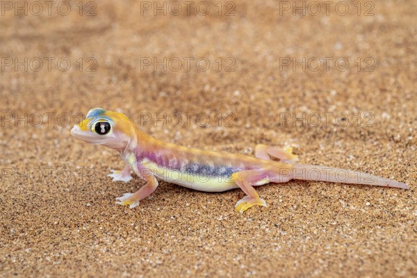 Palmato gecko (Pachydactylus rangei), Namib Desert, Namibia