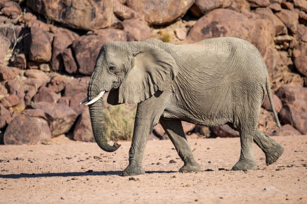 African elephant (Loxodonta africana), desert elephant, riverbed of the Ugab River, Damaraland, Kunene region, Namibia