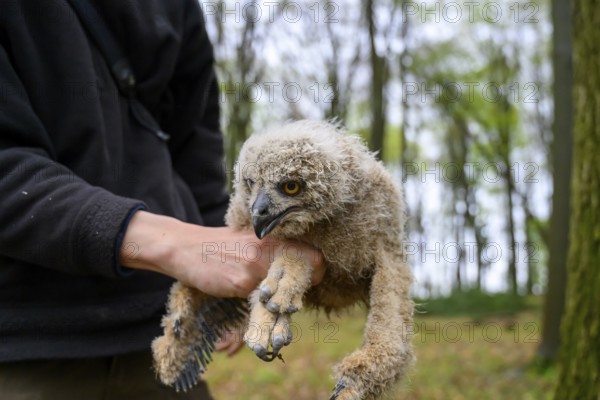 Münsterland, North Rhine-Westphalia, Germany, A bird ringing human ornithologist gently holds a fluffy eagle owl chick (Bubo bubo) in the forest