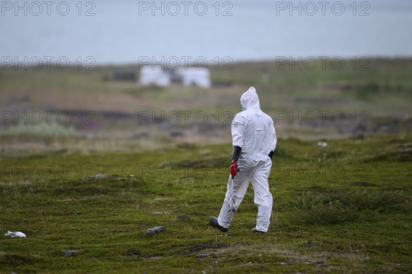 Person in a protective suit, protective mask and goggles picks up a dead kittiwake (Rissa tridactyla) that has died of avian influenza, melancholic atmosphere, Ekeroya, Vadsø, Troms og Finnmark, Norway