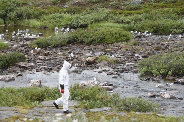 Person in a protective suit, protective mask and goggles looking for dead kittiwakes (Rissa tridactyla) that died of avian influenza, melancholic atmosphere, Ekeroya, Vadsø, Troms og Finnmark, Norway