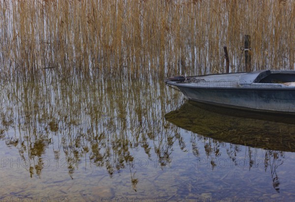 Foggy autumn atmosphere at the lake with fishing boat in reeds, Irrsee, Salzkammergut, Upper Austria, Austria