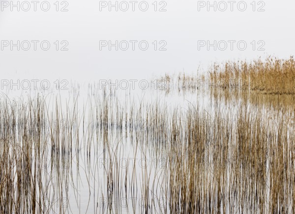 Autumn morning fog on the reed belt on the shores of Lake Mondsee, Salzkammergut, Upper Austria, Austria