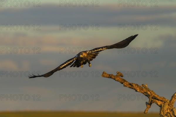 Spanish imperial eagle (Aquila adalberti) Castilla-La Mancha, Spain