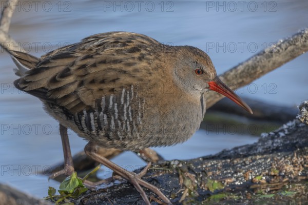 Water Rail (Rallus aquaticus) runs along a branch at the edge of the water in the moor. The sun illuminates the landscape and birds search for food