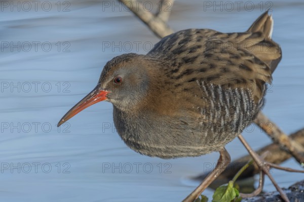 Water Rail (Rallus aquaticus) runs along a branch at the edge of the water in the moor. The sun is shining on the landscape and birds are looking for food