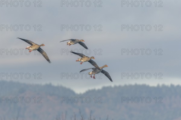 Greylag goose (Anser anser) moving in the clear sky. The wings are outstretched as they fly. The moment is peaceful and simple. Bas Rhin, Alsace, France