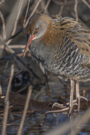 Water Rail (Rallus aquaticus) sits on branches in the swamp. It has grey feathers and stripes. Scene shows reflections of daylight on the water