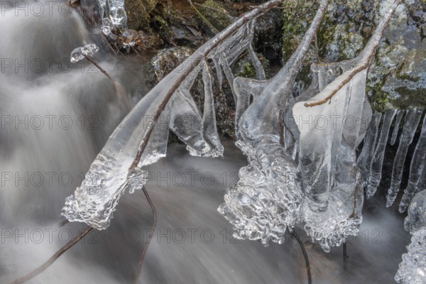 Branches are covered with ice near the river. The water flows gently and forms ice formations on the land and between the rocks. Upper Rhine, Vosges, Alsace, France