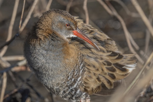 Water Rail (Rallus aquaticus) sits on branches in the swamp. It has grey feathers and stripes. Scene shows reflections of daylight on the water