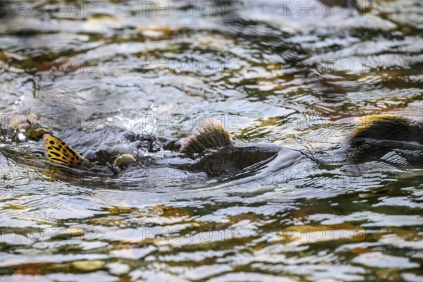 Atlantic salmon (Salmo salar) swimming close to the surface on their spawning migration in a northern Norwegian salmon river Wild river and moving in flowing water, dorsal fins visible in shallow water, Grense Jacobselv, Finnmark, Norway