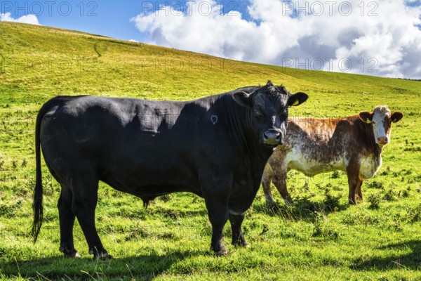 Bulls and Cows on Scottish Borders Farms, Scotland, UK