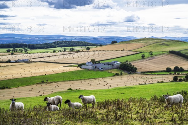 Sheeps, Scotish fields and farms, Southeast Scotland, UK